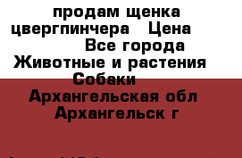 продам щенка цвергпинчера › Цена ­ 15 000 - Все города Животные и растения » Собаки   . Архангельская обл.,Архангельск г.